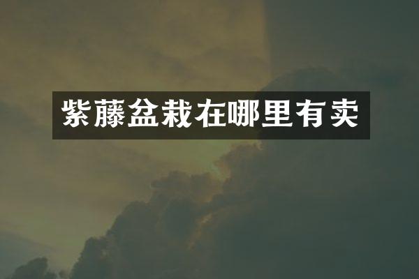 紫藤盆栽在哪里有卖