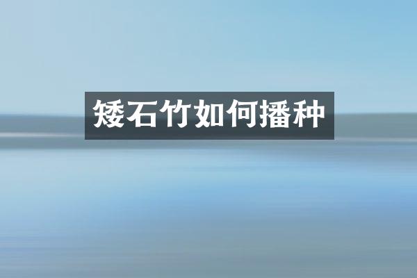 矮石竹如何播种