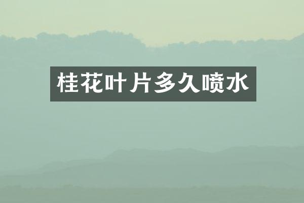 桂花叶片多久喷水