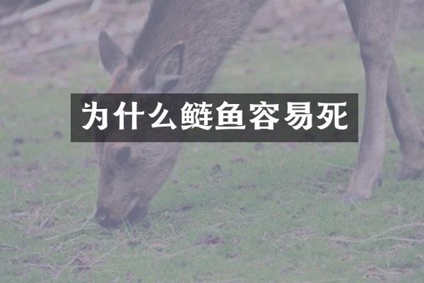 为什么鲢鱼容易死