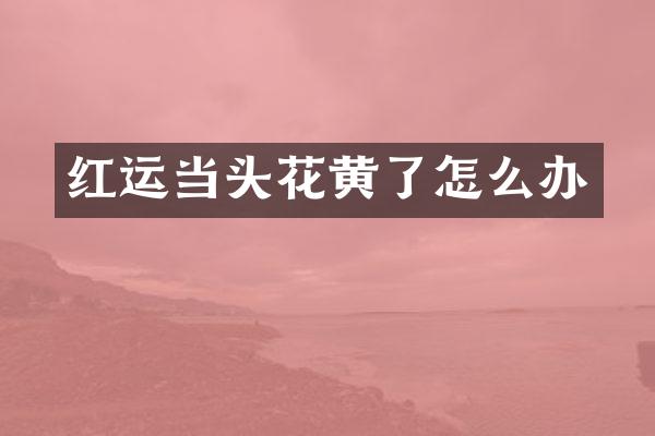 红运当头花黄了怎么办