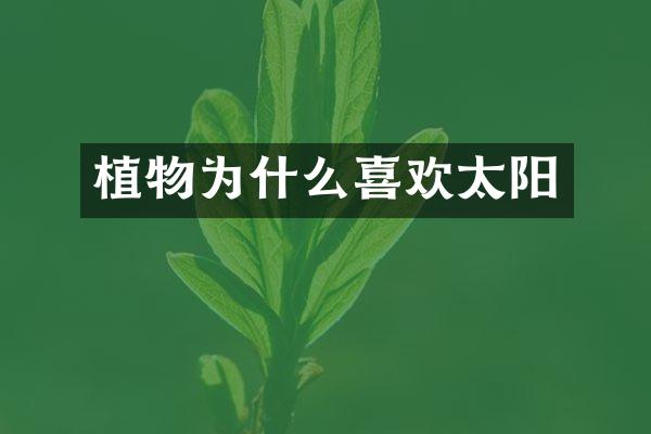 植物为什么喜欢太阳