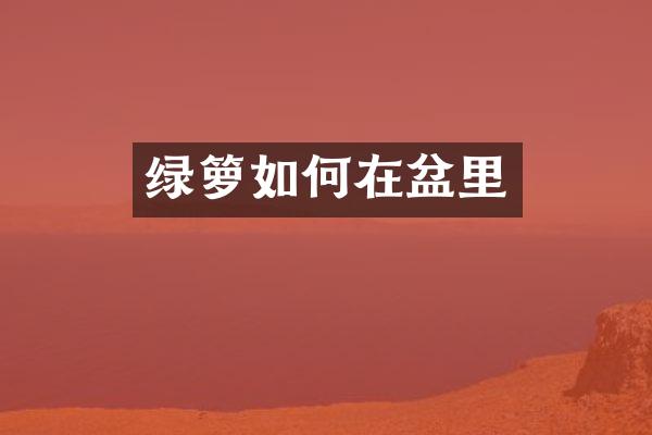 绿箩如何在盆里