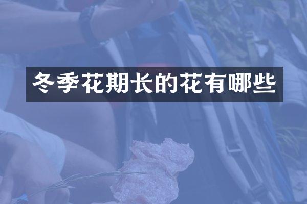 冬季花期长的花有哪些