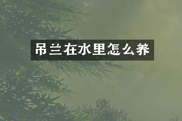 吊兰在水里怎么养