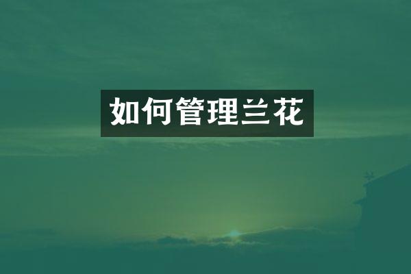 如何管理兰花
