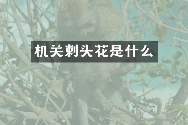机关刺头花是什么