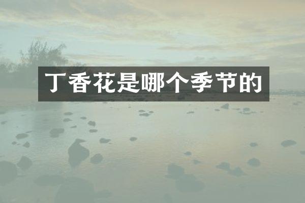 丁香花是哪个季节的