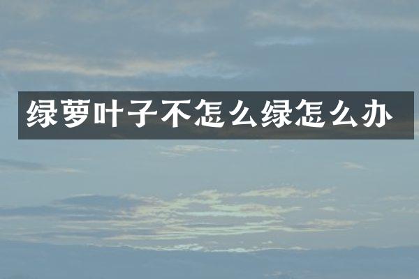 绿萝叶子不怎么绿怎么办