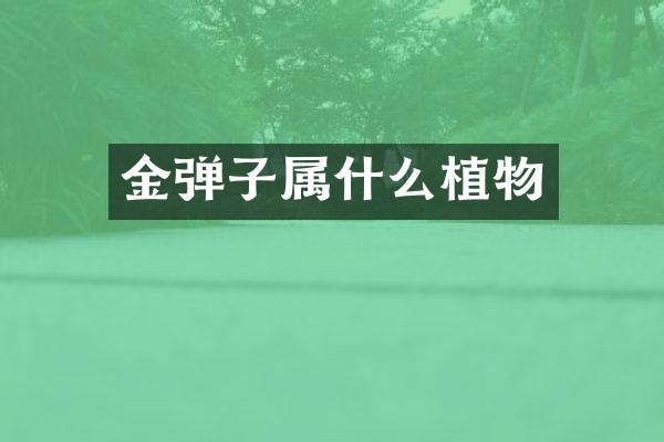 金弹子属什么植物