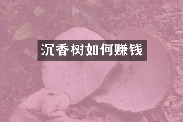 沉香树如何赚钱