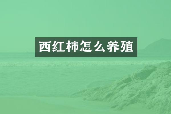 西红柿怎么养殖