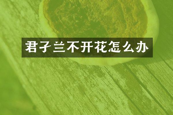 君孑兰不开花怎么办