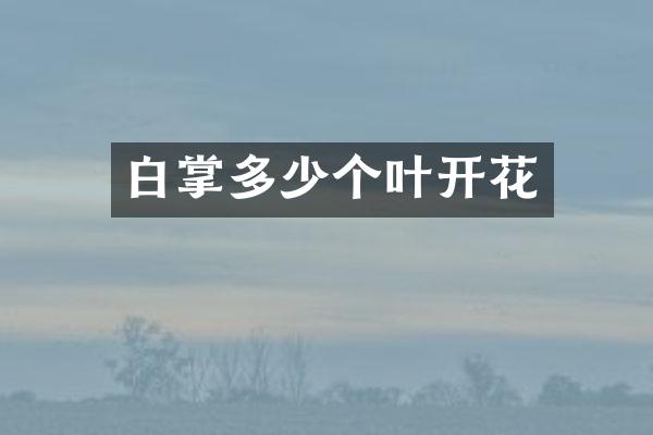 白掌多少个叶开花