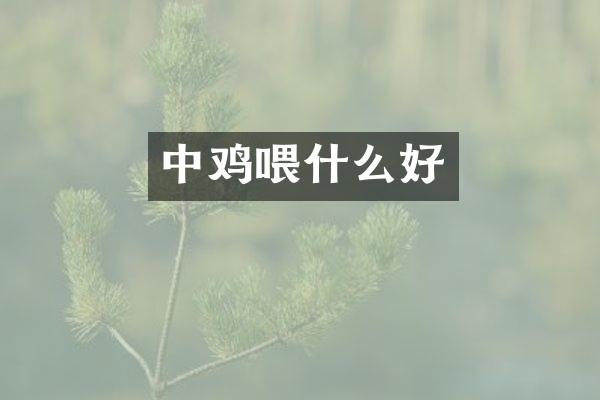 中鸡喂什么好