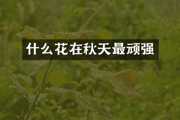 什么花在秋天最顽强