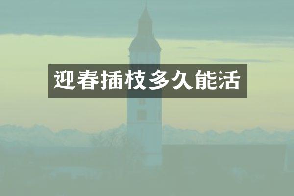迎春插枝多久能活