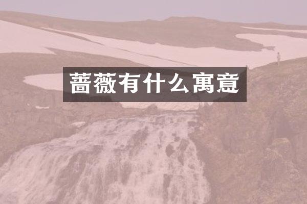 蔷薇有什么寓意