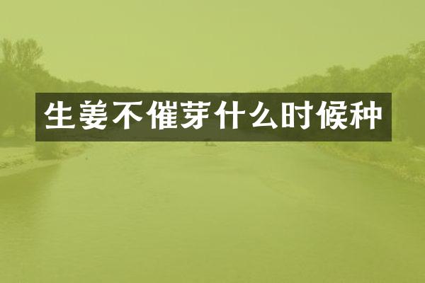 生姜不催芽什么时候种