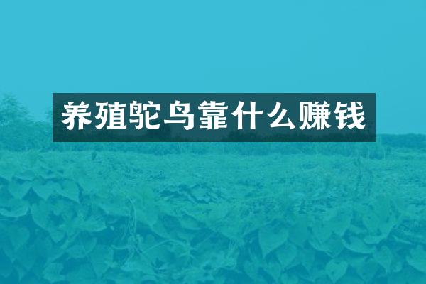 养殖鸵鸟靠什么赚钱