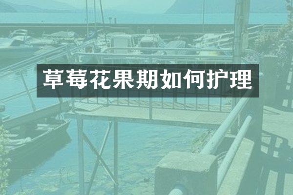 草莓花果期如何护理