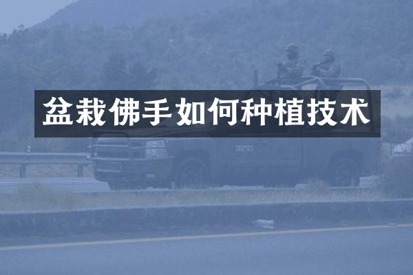 盆栽佛手如何种植技术