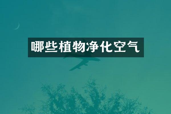 哪些植物净化空气