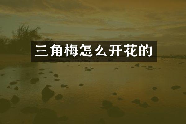 三角梅怎么开花的