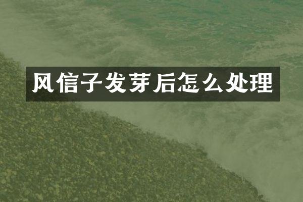 风信子发芽后怎么处理