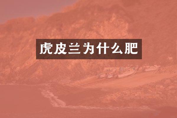 虎皮兰为什么肥
