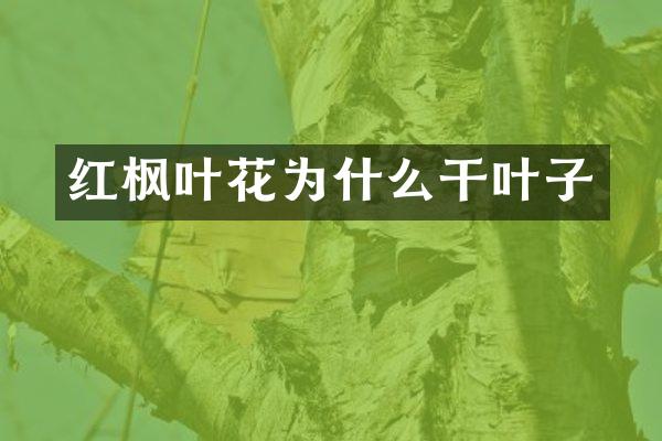 红枫叶花为什么干叶子