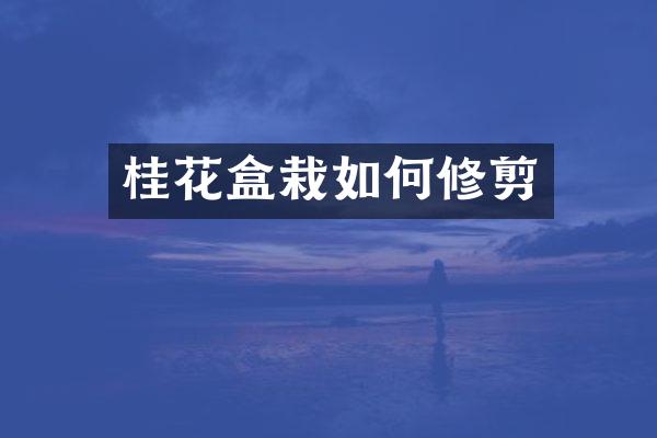 桂花盒栽如何修剪
