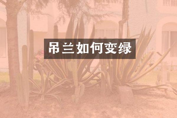 吊兰如何变绿