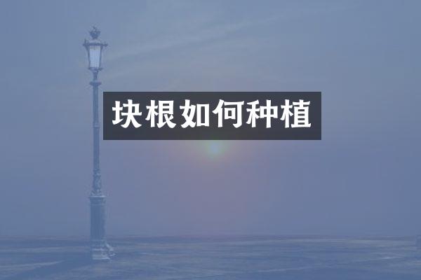 块根如何种植