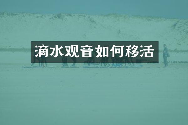 滴水观音如何移活