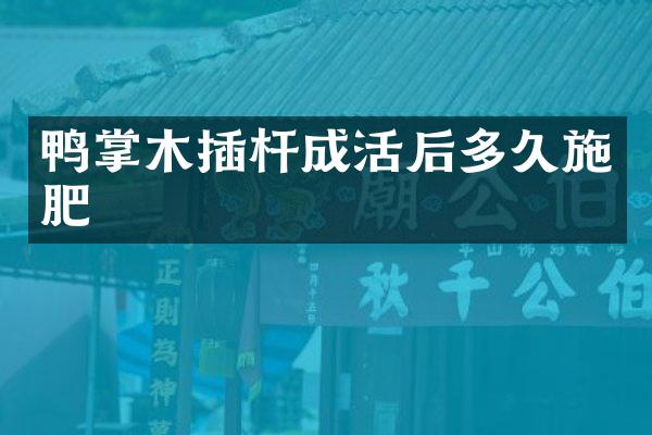 鸭掌木插杆成活后多久施肥