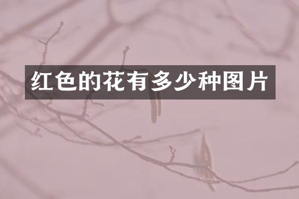 红色的花有多少种图片
