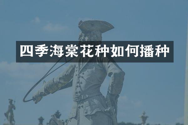 四季海棠花种如何播种