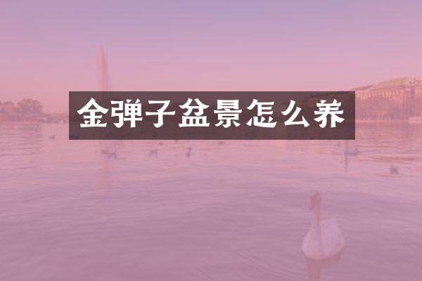 金弹子盆景怎么养