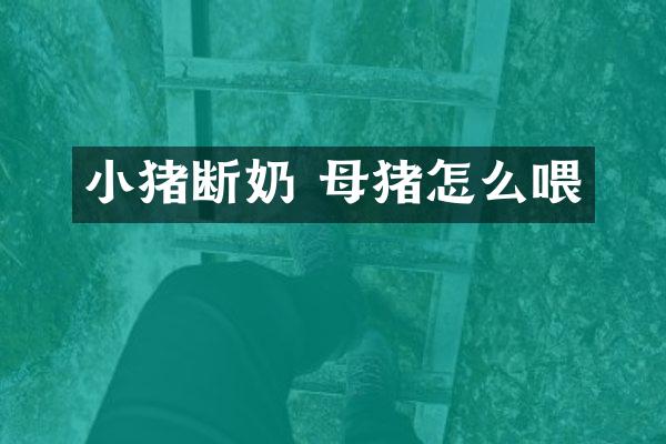 小猪断奶 母猪怎么喂