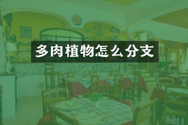 多肉植物怎么分支