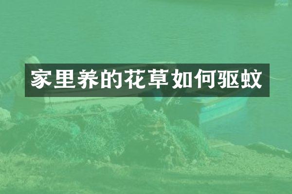 家里养的花草如何驱蚊