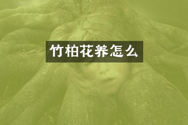 竹柏花养怎么