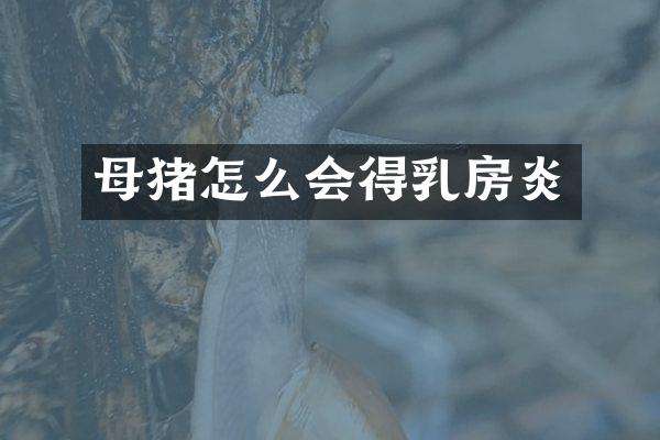 母猪怎么会得乳房炎