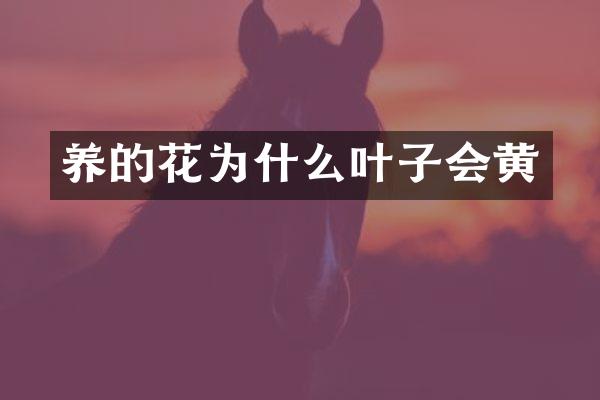 养的花为什么叶子会黄