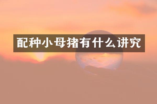 配种小母猪有什么讲究