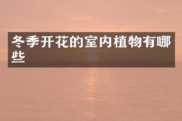 冬季开花的室内植物有哪些