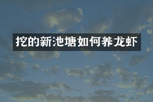 挖的新池塘如何养龙虾