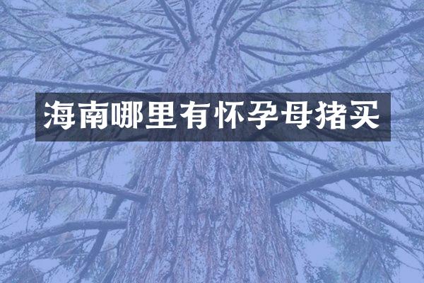 海南哪里有怀孕母猪买