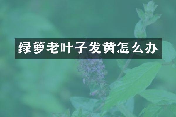 绿箩老叶子发黄怎么办